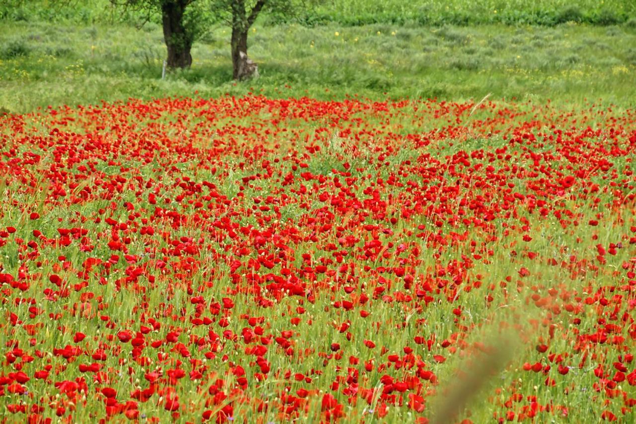 Chalet Coquelicot Kalawrita Zewnętrze zdjęcie