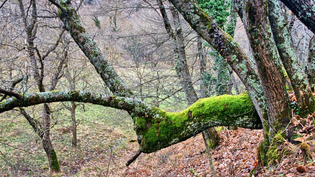 Chalet Coquelicot Kalawrita Zewnętrze zdjęcie